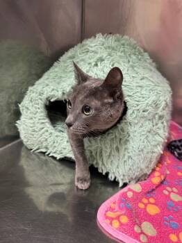 Art -  Domestic Short Hair Cat for Adoption in Newberg, Oregon - Art | PetCurious
