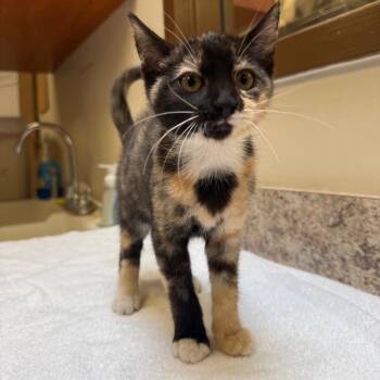 Jam -  Domestic Short Hair Cat for Adoption in York, Pennsylvania - Jam | PetCurious