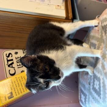Seville -  Domestic Short Hair Cat for Adoption in Cortland, New York - Seville | PetCurious