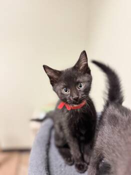 Domestic Short Hair Cats Available for Adoption in Mineral Point, Wisconsin - Tot | PetCurious