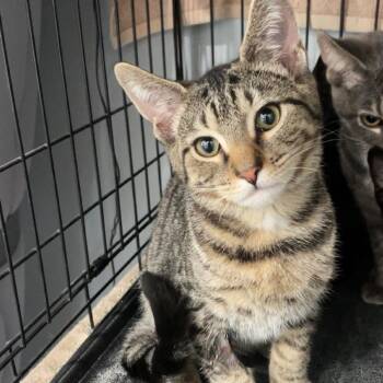 Dough Boy -  Domestic Short Hair Cat for Adoption in Fairmont, West Virginia - Dough Boy | PetCurious