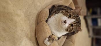 Rescue Domestic Short Hair Cats for Adoption in Littleton, New Hampshire - Mr. Ears McGee (FIV+) | PetCurious