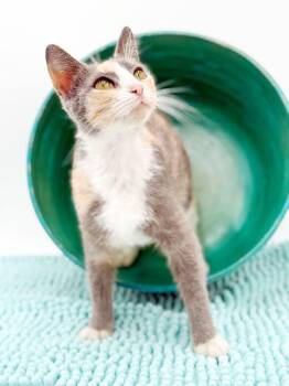 Scrabble is scrumptious - she is a cat dog AND a BOBTAIL - VIDEO -  American Bobtail and Calico Cat for Adoption in Bedford Hills, New York - Scrabble Is Scrumptious - She Is A Cat Dog AND A BOBTAIL - VIDEO | PetCurious