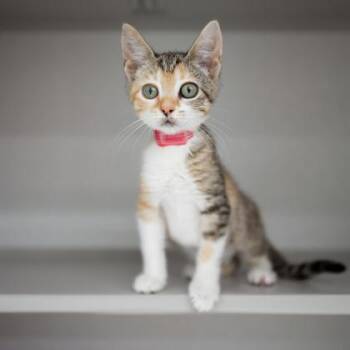 Cuddlebug -  Domestic Short Hair Cat for Adoption in Atlanta, Georgia - Cuddlebug | PetCurious
