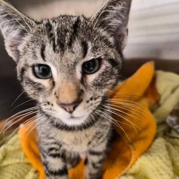 Perry -  Domestic Short Hair Cat for Adoption in Bentonville, Arkansas - Perry | PetCurious