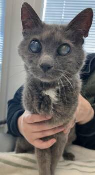 Ivan -  Domestic Short Hair Cat for Adoption in Lafayette, Indiana - Ivan | PetCurious