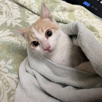 Klaus -  Domestic Short Hair Cat for Adoption in Bristol, Indiana - Klaus | PetCurious