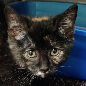 Bobette -  Domestic Short Hair Cat for Adoption in Palestine, Texas - Bobette | PetCurious