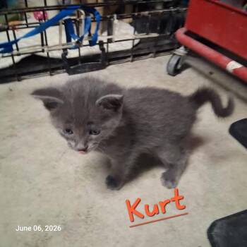 Kurt -  Domestic Short Hair Cat for Adoption in Hartford City, Indiana - Kurt | PetCurious