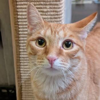 Rescue Domestic Short Hair Cats for Adoption in Long Beach, California - Butter | PetCurious