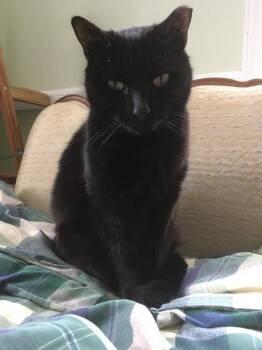 Anakin -  Domestic Long Hair Cat for Adoption in Greenbelt, Maryland - Anakin | PetCurious