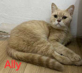 Rescue British Shorthair Cats for Adoption in Snow Hill, Maryland - Ally | PetCurious