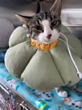 Ring-Tail -  Domestic Short Hair Cat for Adoption in Manitowoc, Wisconsin - Ring-Tail | PetCurious