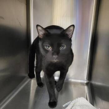 Brett -  Domestic Short Hair Cat for Adoption in Goleta, California - Brett | PetCurious
