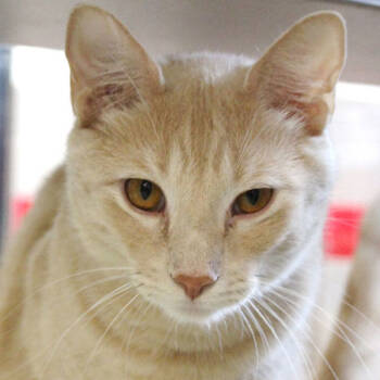 Rescue Domestic Short Hair Cats for Adoption in Des Moines, Iowa - Rex -- Bonded Buddy With Hex | PetCurious