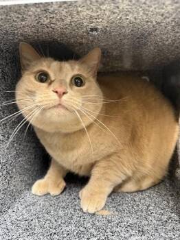 ATHENA -  Domestic Short Hair Cat for Adoption in Fairbanks, Alaska - ATHENA | PetCurious