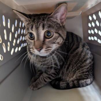 Bolt -  Domestic Short Hair Cat for Adoption in Charlottesville, Virginia - Bolt | PetCurious