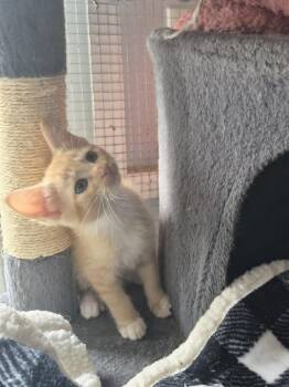 Daisy -  Domestic Short Hair Cat for Adoption in Salisbury, North Carolina - Daisy | PetCurious