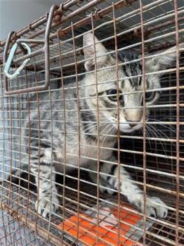 Rescue Domestic Short Hair Cats for Adoption in Houston, Texas - A645378 | PetCurious