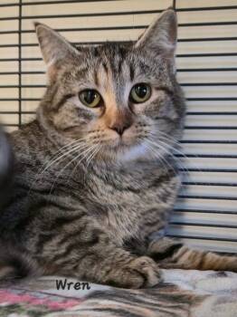 Rescue Domestic Short Hair Cats for Adoption in Cedar Rapids, Iowa - Wren | PetCurious