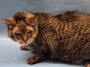 Tiger -  Domestic Short Hair Cat for Adoption in Golden Valley, Minnesota - Tiger | PetCurious