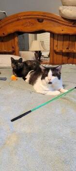 Banner -  Domestic Short Hair Cat Available for Adoption in Pawtucket, Rhode Island - Banner | PetCurious