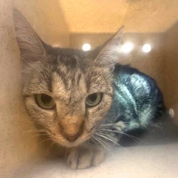 IVHS-Stray-142013 -  Domestic Short Hair Cat for Adoption in San Gabriel, California - IVHS-Stray-142013 | PetCurious