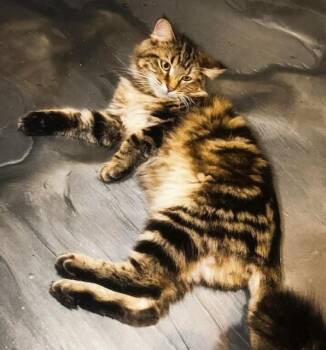 Shawnee -  Domestic Medium Hair Cat for Adoption in Chicago, Illinois - Shawnee | PetCurious