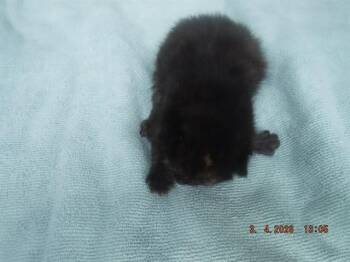 Domestic Short Hair Cats Available for Adoption in Doral, Florida - MAISIE | PetCurious