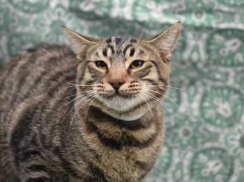 Domestic Short Hair Cats Available for Adoption - Timber | PetCurious