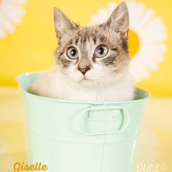 Giselle -  Siamese Cat for Adoption in Springfield, Missouri - Giselle | PetCurious