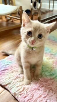 Domestic Short Hair Cats Available for Adoption in Scranton, Pennsylvania - Dove | PetCurious