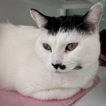 Domestic Short Hair Cats Available for Adoption in Saint Paul, Minnesota - Brooklyn | PetCurious