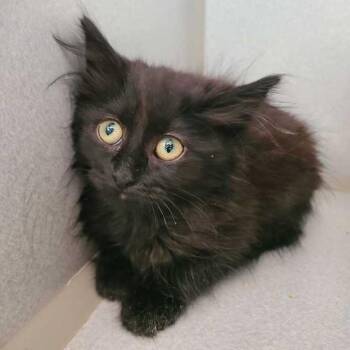 Elmira -  Domestic Short Hair Cat for Adoption in Davenport, Iowa - Elmira | PetCurious