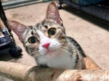 Cici -  Domestic Short Hair Cat for Adoption in New Britain, Connecticut - Cici | PetCurious
