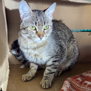 Rescue Domestic Short Hair Cats for Adoption in San Diego, California - Rosemary | PetCurious