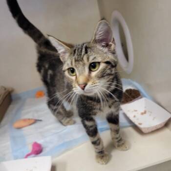 Domestic Short Hair Cats Available for Adoption in Westminster, California - "Love" In Other Languages 1_2_3_4_5_6 | PetCurious