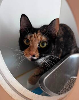 Firecracker (ID 52076) -  Domestic Short Hair Cat for Adoption in Manassas, Virginia - Firecracker (ID 52076) | PetCurious