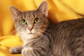 Rescue Domestic Short Hair Cats for Adoption in Richmond, Kentucky - Nabie | PetCurious