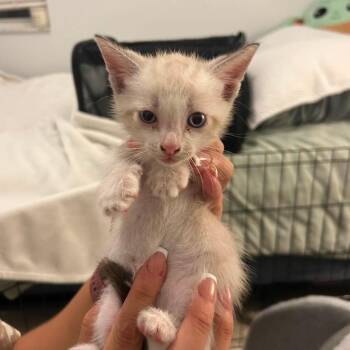 Pesto -  Siamese and Domestic Medium Hair Cat for Adoption in Tampa, Florida - Pesto | PetCurious
