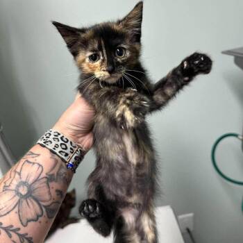 Princess Sofia -  Domestic Short Hair Cat for Adoption in Madison, Wisconsin - Princess Sofia | PetCurious
