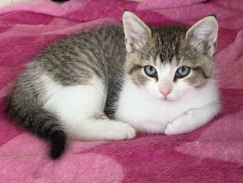 Jake from State Farm -  Domestic Short Hair Cat Available for Adoption in Williamsville, New York - Jake From State Farm | PetCurious