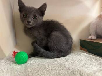 PAX -  Domestic Short Hair Cat for Adoption in Blythe, California - PAX | PetCurious