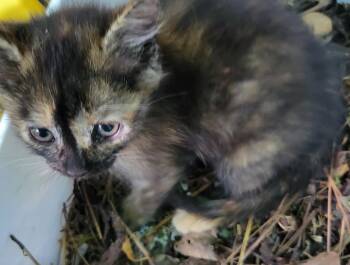 Domestic Short Hair Cats Available for Adoption in Greenville, North Carolina - Nala | PetCurious
