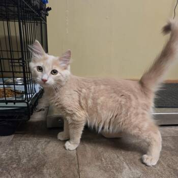 Magnus -  Domestic Medium Hair Cat for Adoption in Lancaster, Kentucky - Magnus | PetCurious