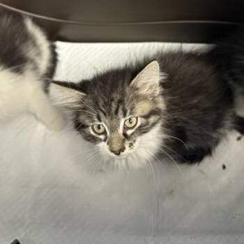 Maleficent -  Domestic Medium Hair Cat for Adoption in Indianapolis, Indiana - Maleficent | PetCurious