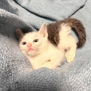 Lionel Messi -  American Shorthair Cat for Adoption in Houston, Texas - Lionel Messi | PetCurious