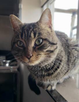 Domestic Short Hair Cats Available for Adoption in Hamilton, Ontario - Rory | PetCurious