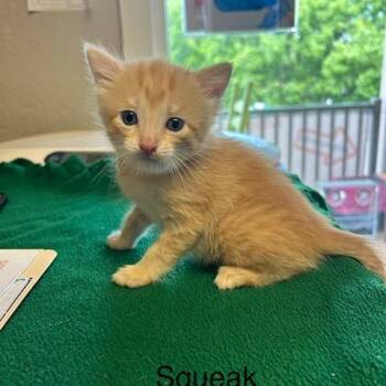 Domestic Short Hair Cats Available for Adoption in Knoxville, Tennessee - Squeak | PetCurious