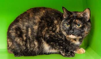ANDARNA -  Domestic Short Hair Cat for Adoption in Cookeville, Tennessee - ANDARNA | PetCurious
